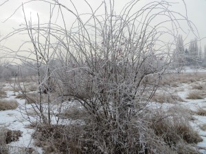 IMG_8061