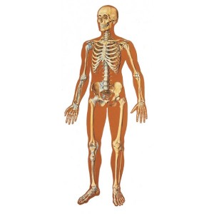 schema-lidska-kostra-celni-pohled-papir-84x200-cm